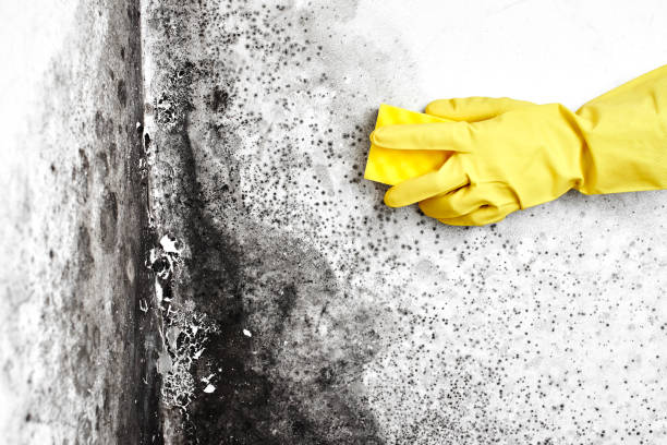 Trusted Dayton, OR Mold Removal Experts