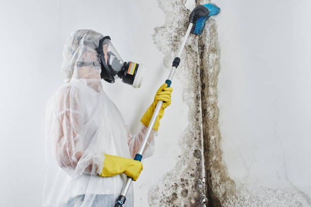 Best Residential Mold Removal  in Dayton, OR
