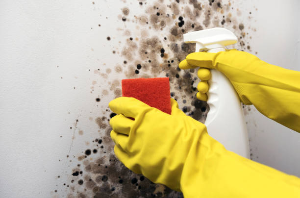 Best Crawl Space Mold Removal  in Dayton, OR