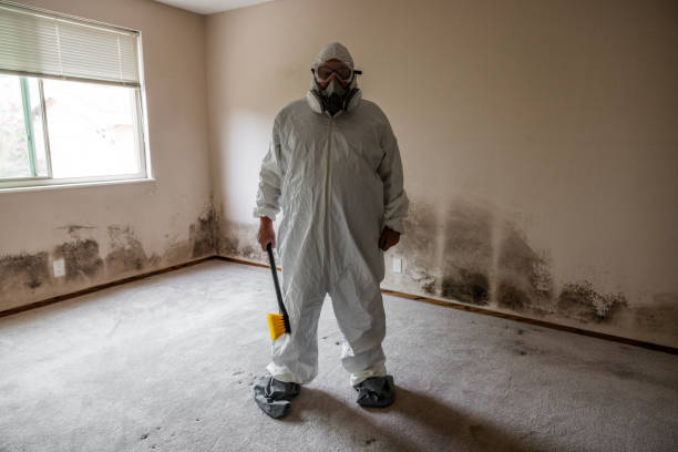 Attic Mold Removal in Dayton, OR