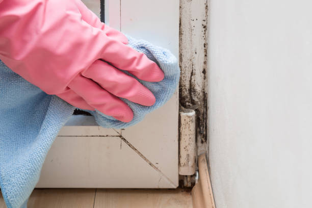 Best Commercial Mold Removal  in Dayton, OR